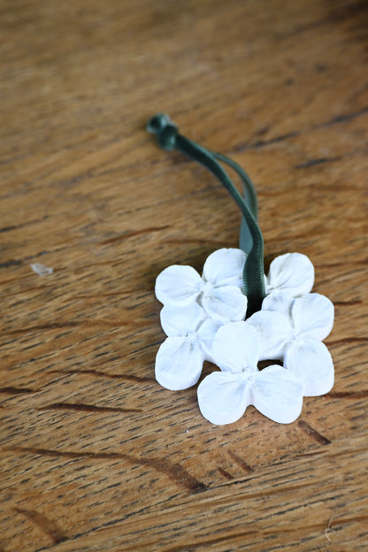Hortensia - Petit