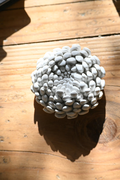 Chrysanthème - Moyen