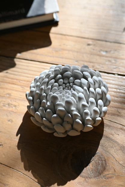 Chrysanthème - Moyen