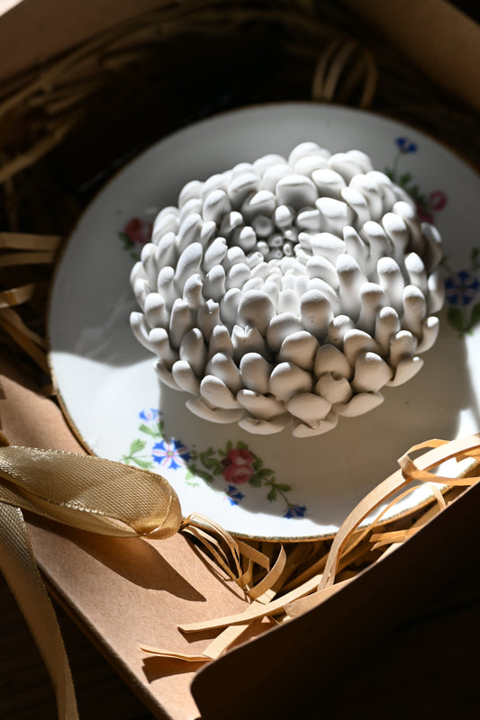 Chrysanthème - Moyen