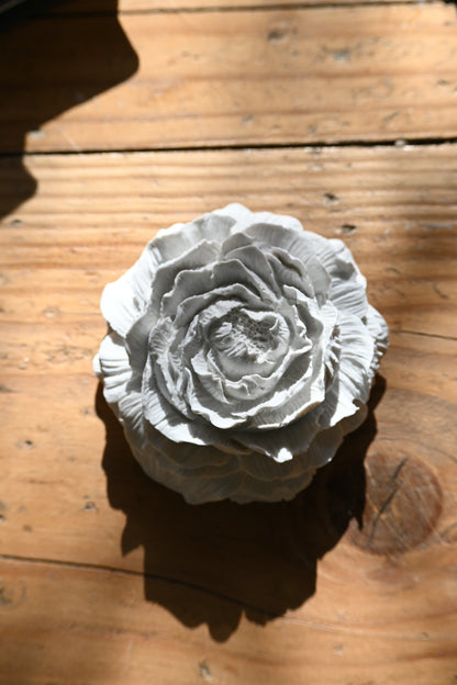 Pivoine - Moyen